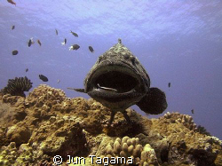 The Cleaning Station. Taken at the famous Cod Hole by Jun Tagama 